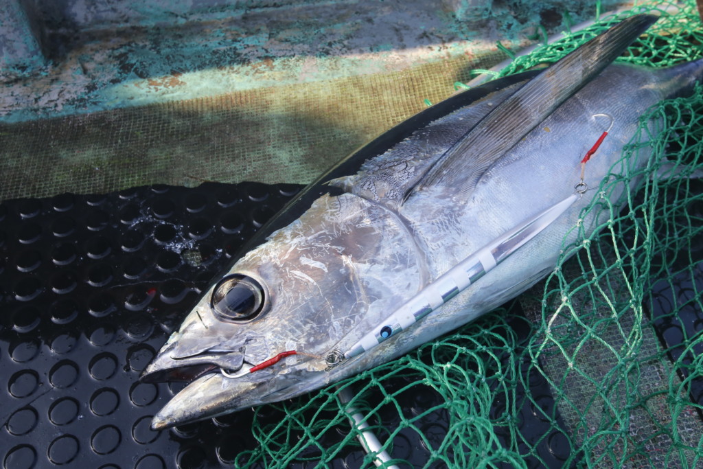 トンジギ　ジグセット 手軽な大物「トンボ」】”トンジギ”のタックル、ジグ選び、基本的な釣り