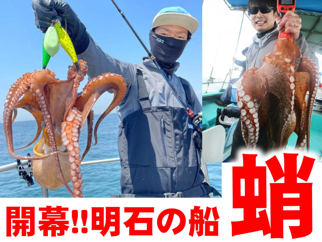 明石の夏の風物詩が始まりました!!【船タコ開幕】初日から大ダコまじり