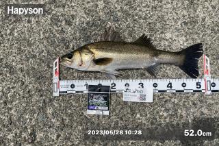 スズキ釣り 2023052813360100-iphone-small.jpg