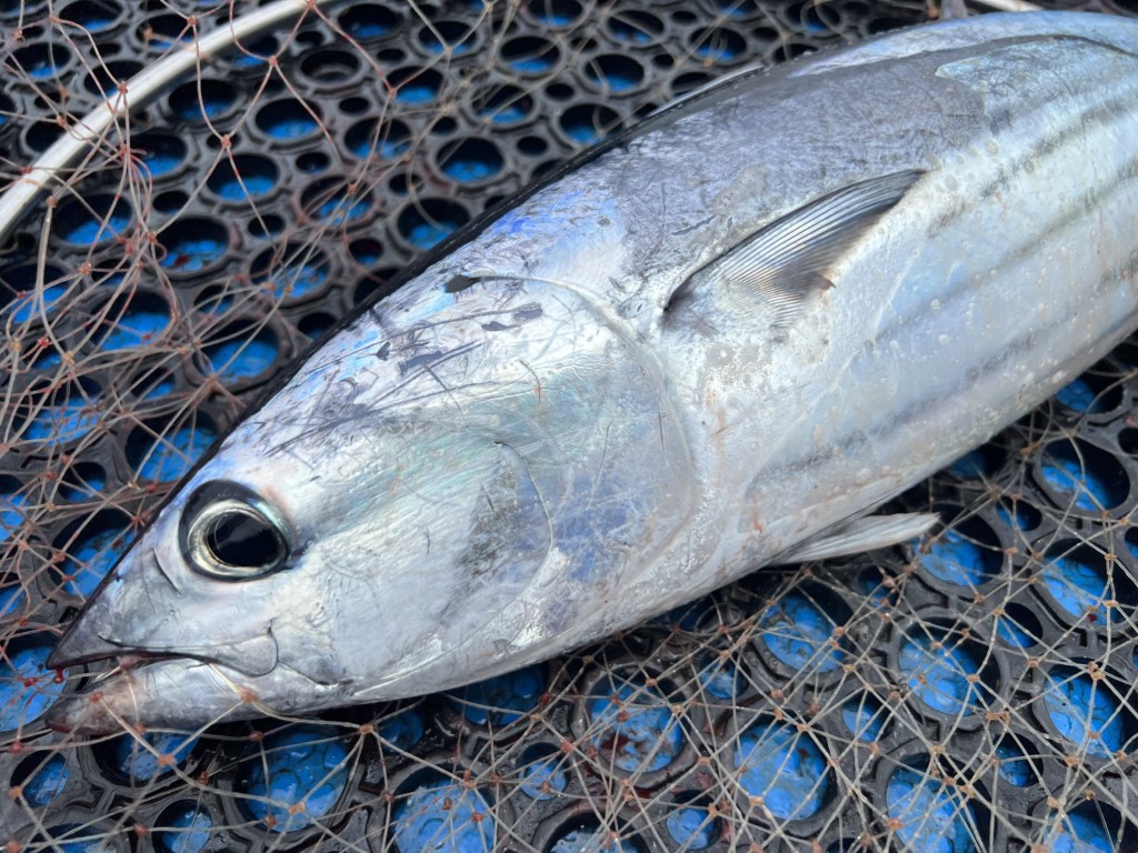 カツオの釣り方】強烈な引きでスリル満点な”カツオフカセ”の基本
