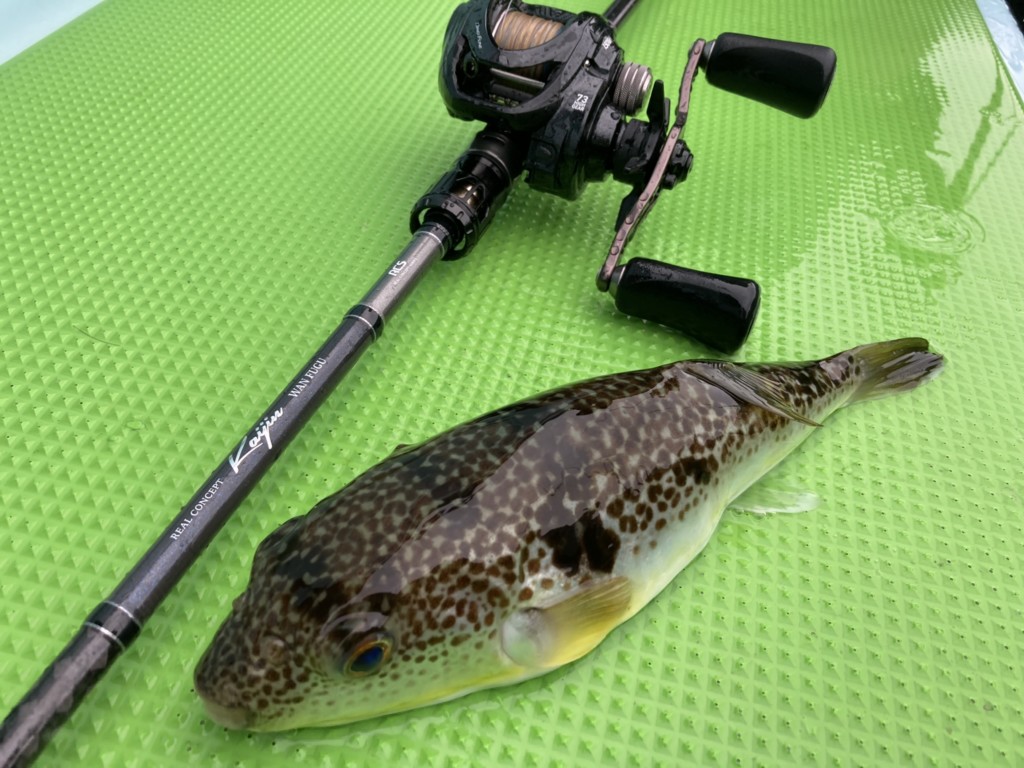 極軟穂先が微かなアタリも増幅！湾フグ徹底攻略するロッド「kaijin 湾