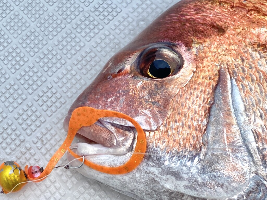 タイラバフック1本針の有効性を名手が解説！ 明石海峡エリアで実践