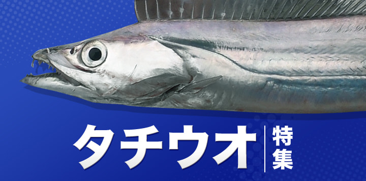 タチウオ特集2024
