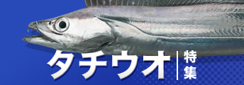 タチウオ特集2024