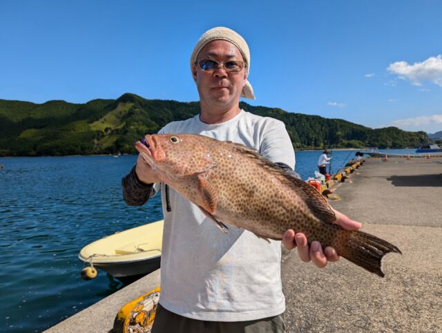 とっても美味しいロックフィッシュ「オオモンハタ」がイイ感じ！ 50cm
