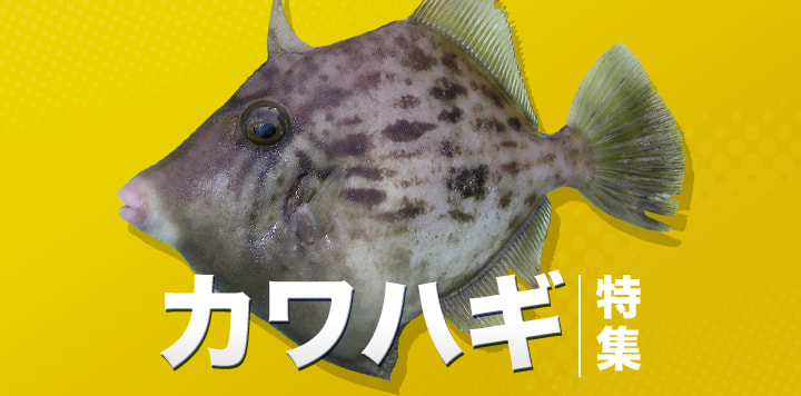 カワハギ特集2024