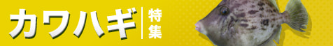 カワハギ特集2024