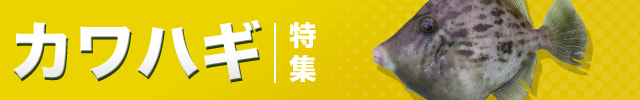 カワハギ特集