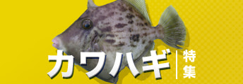 カワハギ特集2024