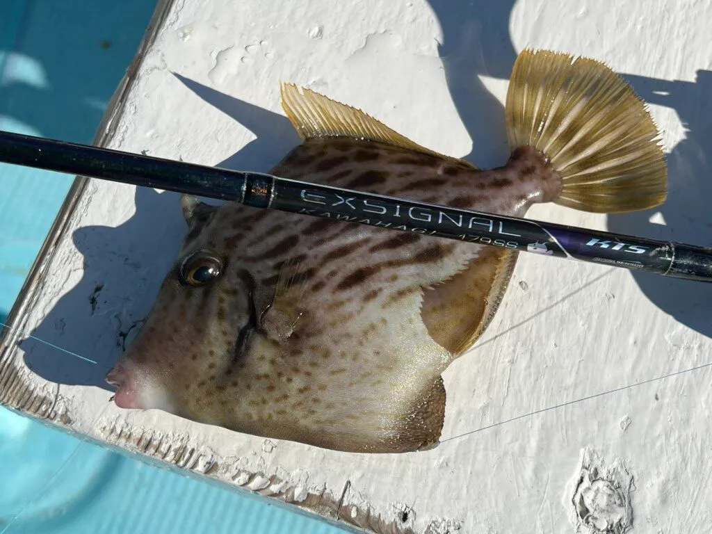 カワハギ 超面白くてハマる人が続出！ カワハギの小さなアタリも感じ取ることが