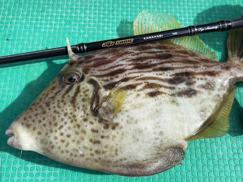 手ごろな価格で高性能】あと1本、もう1本欲しくなるカワハギ竿 手ごろな価格で高性能】あと1本、もう1本欲しくなるカワハギ竿