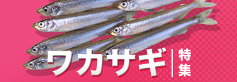 ワカサギ特集2024