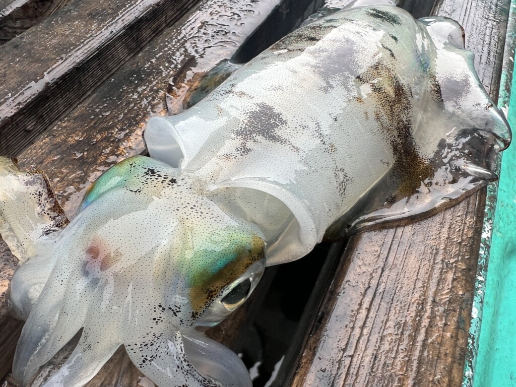 ティップラン トップ1杯‼️最大1.5kg！連日渋い釣果の中、乗船