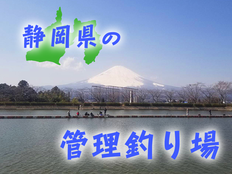楽天市場】エリアトラウトセット フライデー トラウト