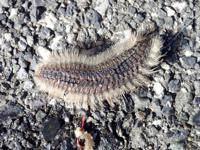 恐ろしい見た目の「ウミケムシ」絶対に触らないで！ – ニュース | つり