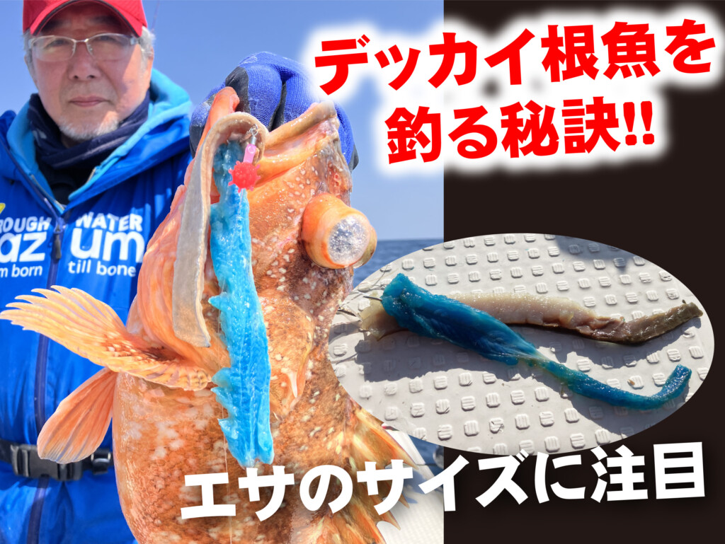 大きなエサには、大きな魚が食う」ってホント？【でっかいオニカサゴ
