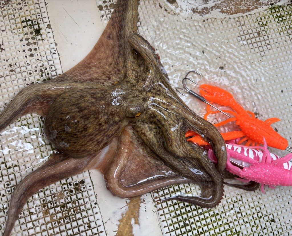 タコふね tako_as_kawano230715_01.jpg