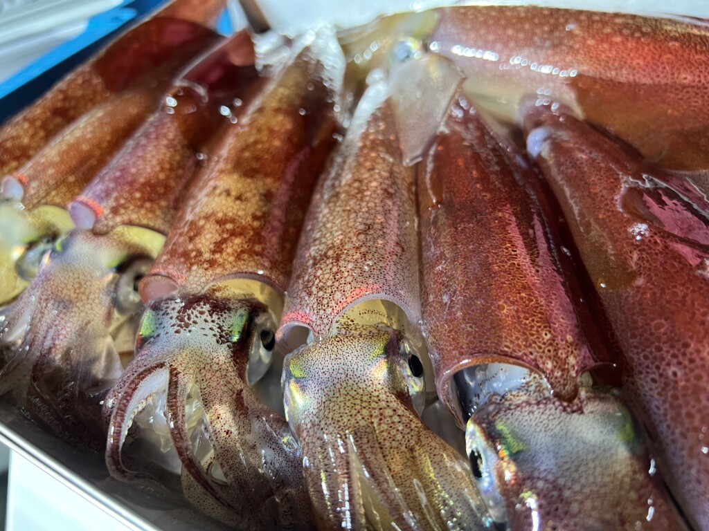 夏の釣りはやっぱりコレ！ 釣って楽しい、食べて美味しい人気の「イカ