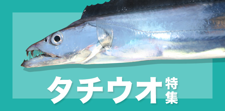 タチウオ特集