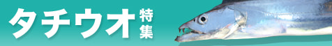 タチウオ特集