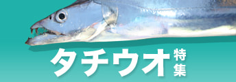 タチウオ特集2025