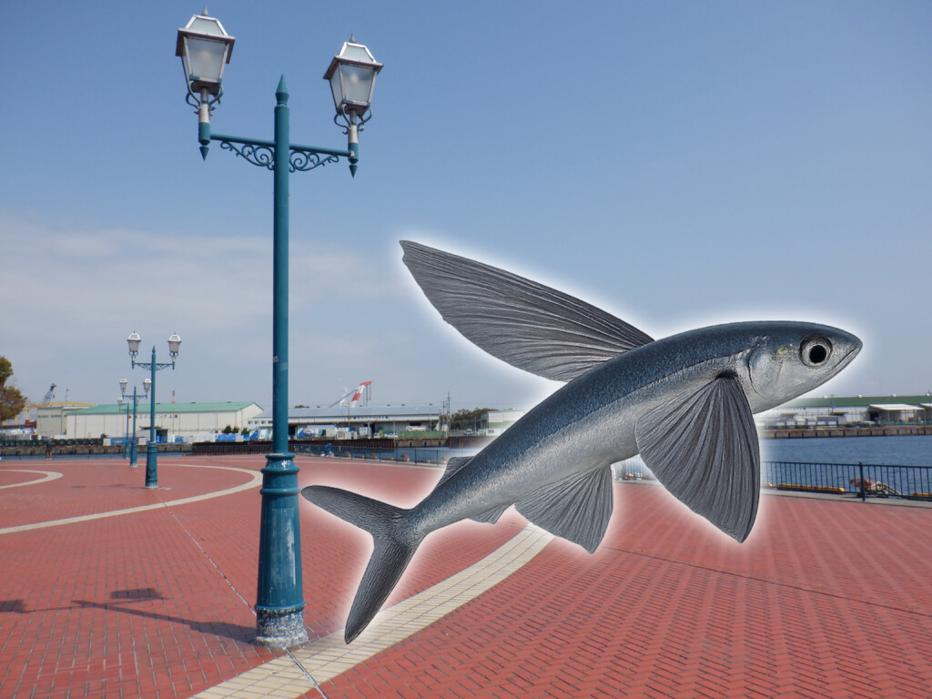 大阪湾沿岸でトビウオが釣れているとのこと！サヨリ用の遠投カゴ仕掛け