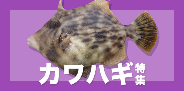 カワハギ特集2025