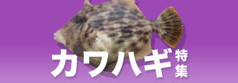 カワハギ特集2025