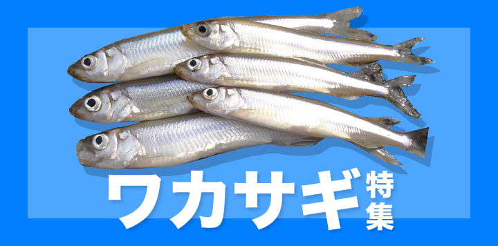 ワカサギ特集2025