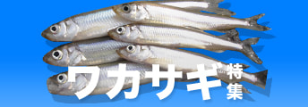 ワカサギ特集2025