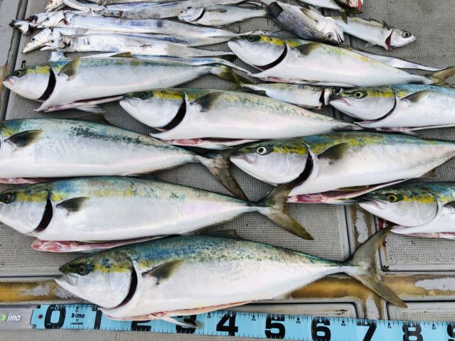 小溝丸 の公式サイト 兵庫 淡路島 育波 釣り船 小溝丸 の公式サイト 兵庫 淡路島 育波 釣り船