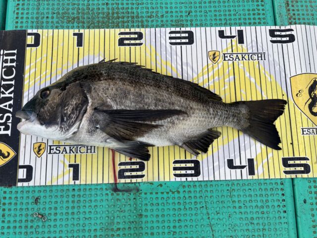 NISHIBORI渡船 年無しゲット | 釣果情報 | NISHIBORI渡船 - 三重