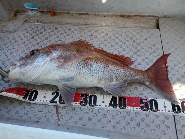 ひとつテンヤの午後便で出船！ | 釣果情報 | 恵比寿丸 - 大阪 淡輪 釣り船