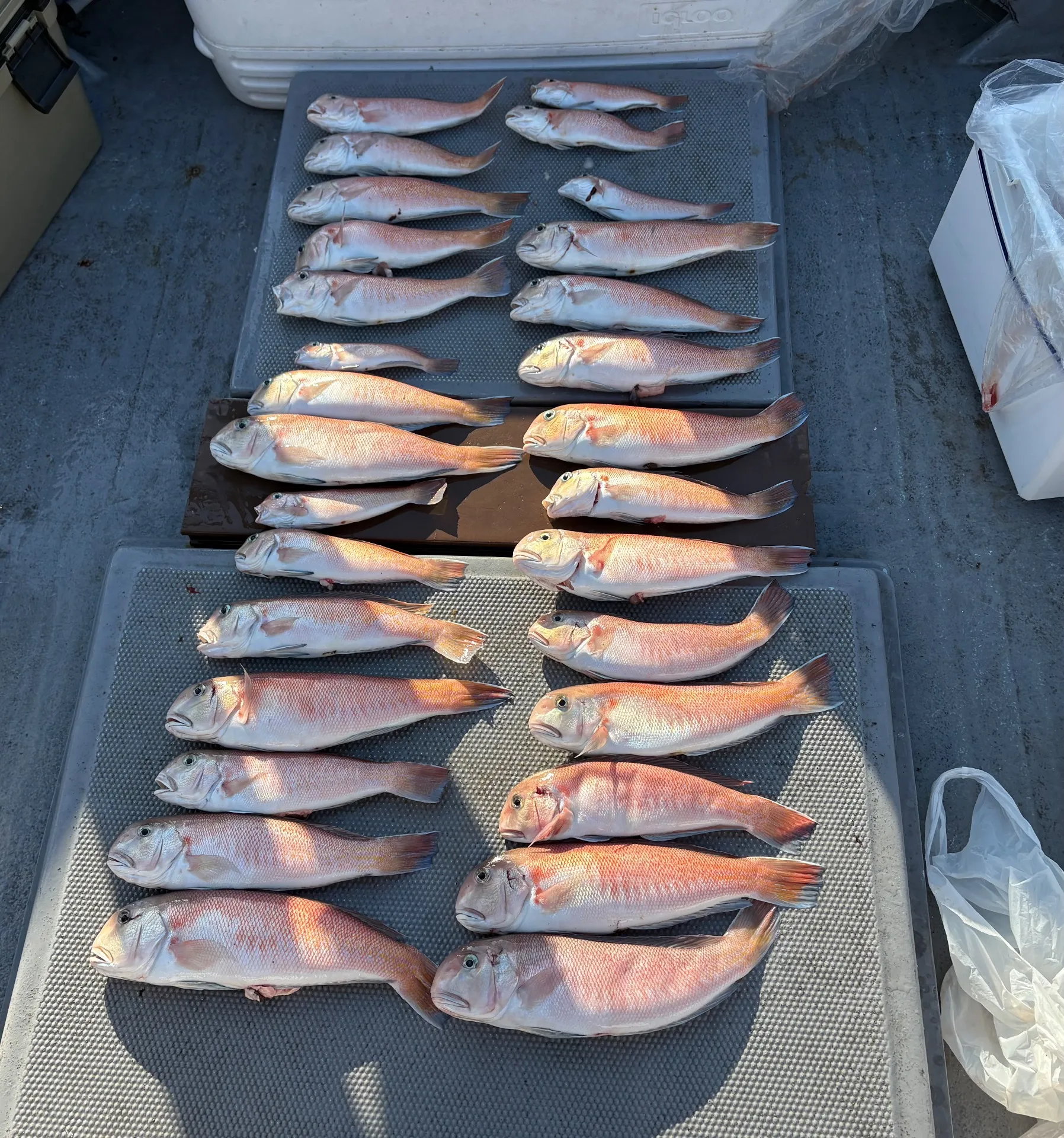 シロワカ シロユキワカハダ まとめ売り シロノワールクランチ 8個入 – シェ・シバタ オンラインショップ