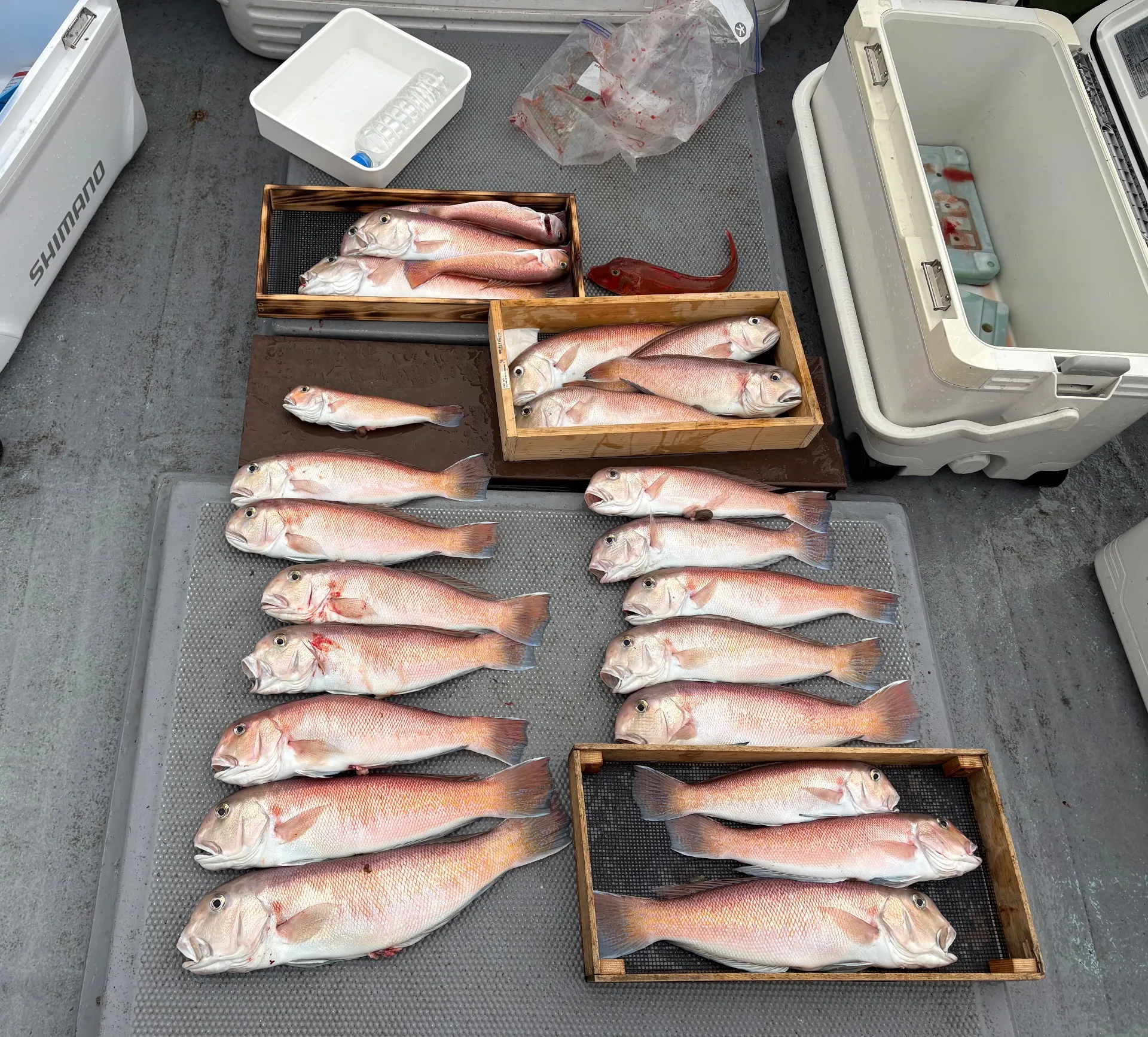 KAISHIN】シロアマダイ、クログチ、カワハギが狙えます！ | 釣果情報