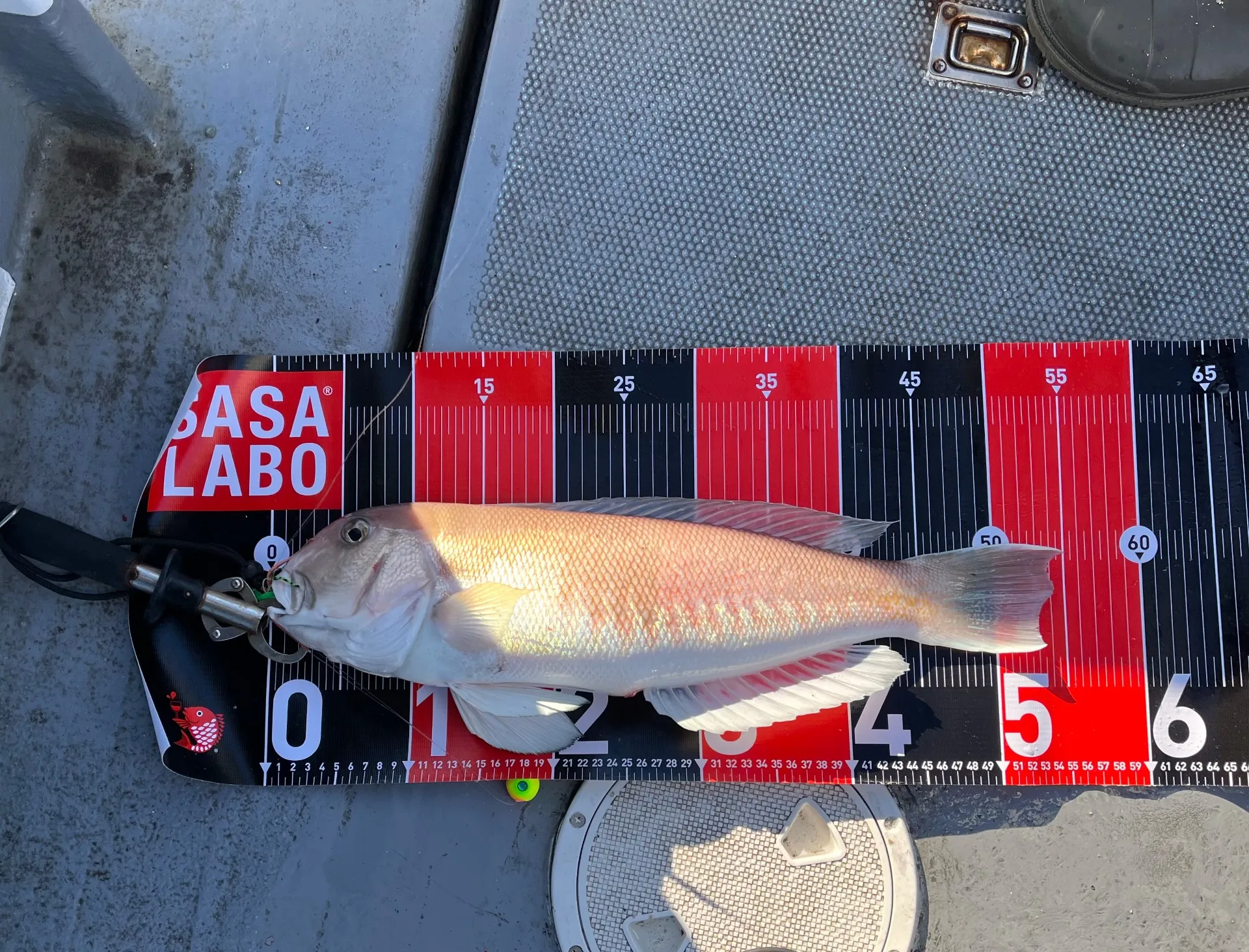 KAISHIN】特大級のシロアマダイが登場！ | 釣果情報 | KAISHIN