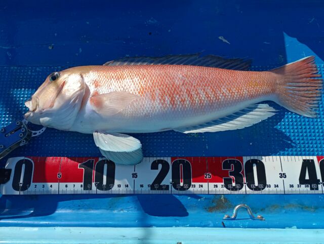 釣果 | 恵比寿丸 - 大阪 淡輪 釣り船