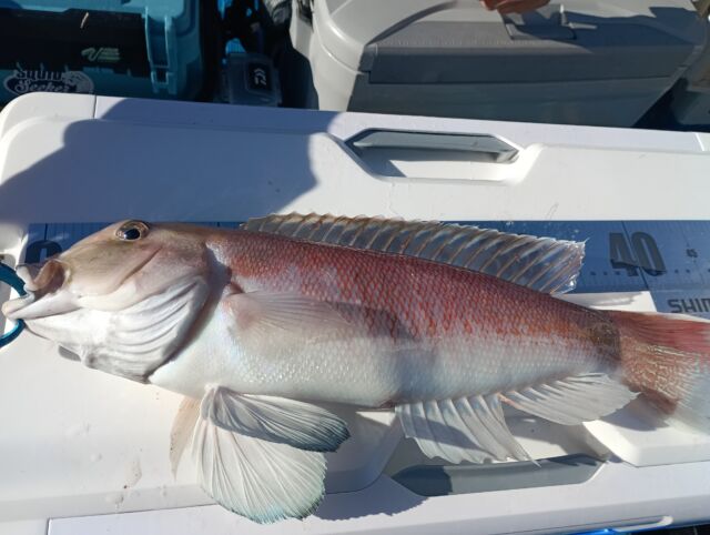 甘鯛狙いのひとつテンヤ午前便で！ | 釣果情報 | 恵比寿丸 - 大阪 淡輪