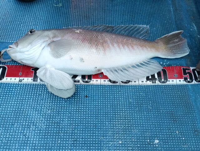 恵比寿笑い　手乗り　まん丸　良型　選抜株 61Zme3E3vlL.jpg_BO30,255,255,