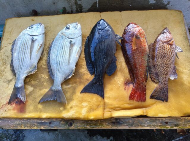 船舶用　釣り機 渡船誠丸 - 三重 尾鷲 梶賀町 磯渡し