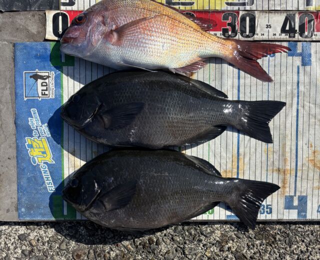 【ponta】MITSUBISHI ELECTRIC こね丸生舟 海琴丸 - 三重・紀北 三浦 釣り船 磯渡し