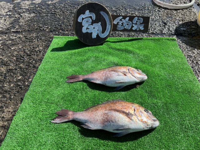 宮丸 - 三重 紀北町 道瀬 釣り船 筏